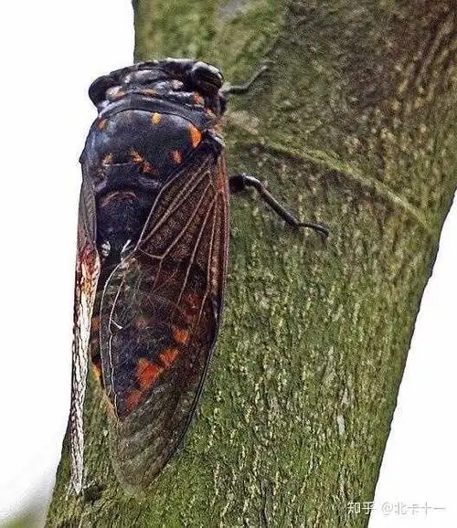 这是什么类型蝉?