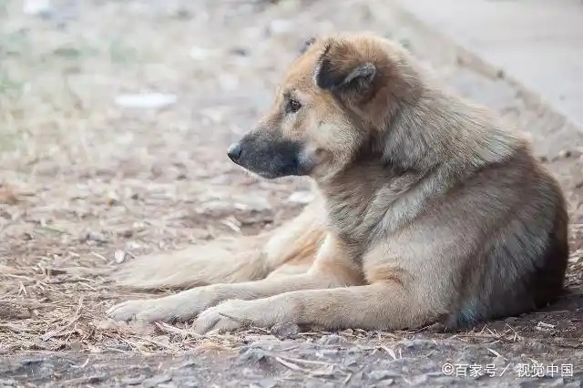 太行山犬中的大笨狗,是最称职的"劳动者"