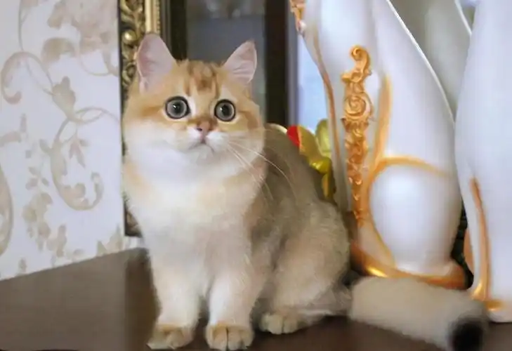 1500-6000元可选择毛色:蓝色,蓝白,金渐层,银渐层,梵色,乳色,三花