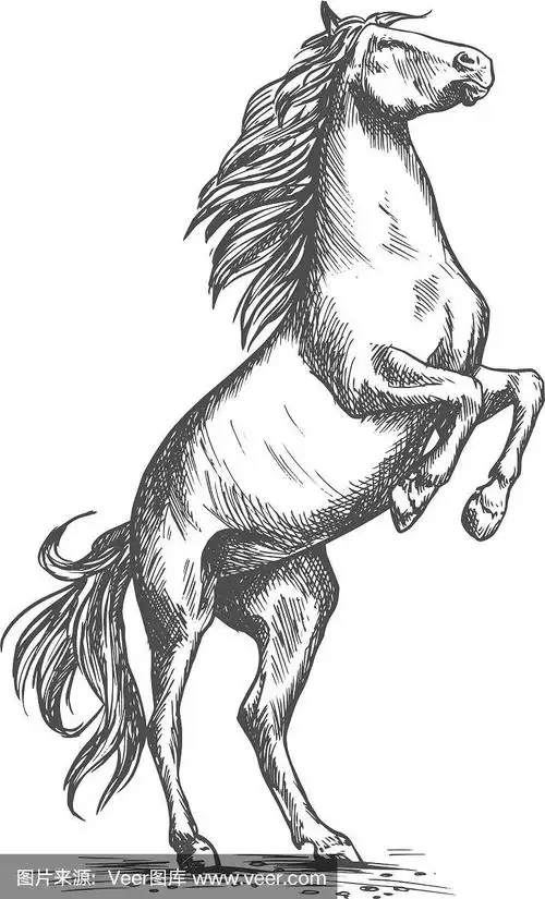 养马素描马赛马运动