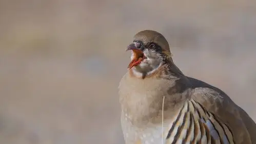 其它 青海行之二 写美篇大石鸡一一中国特有大石鸡是雉科石鸡属的鸟类