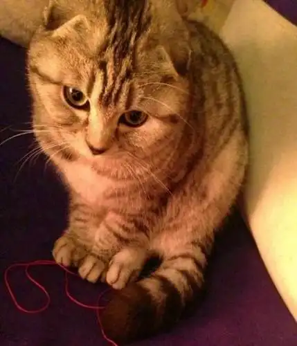 折耳鱼骨纹猫咪找主人