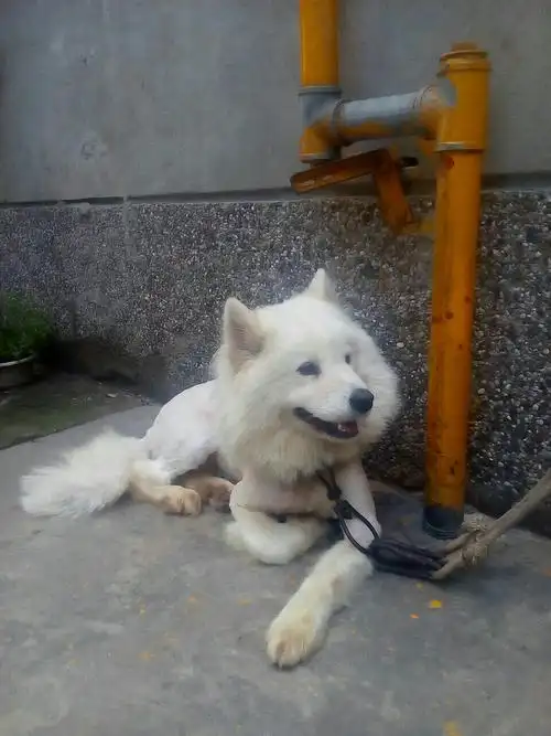 爱丽思iris 牛肉野菜味狗罐头湿粮 100g*3罐