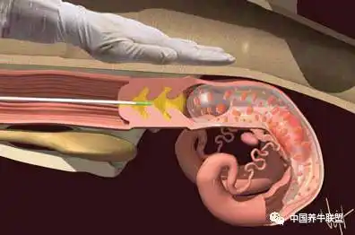 牛的人工授精技术在线播放