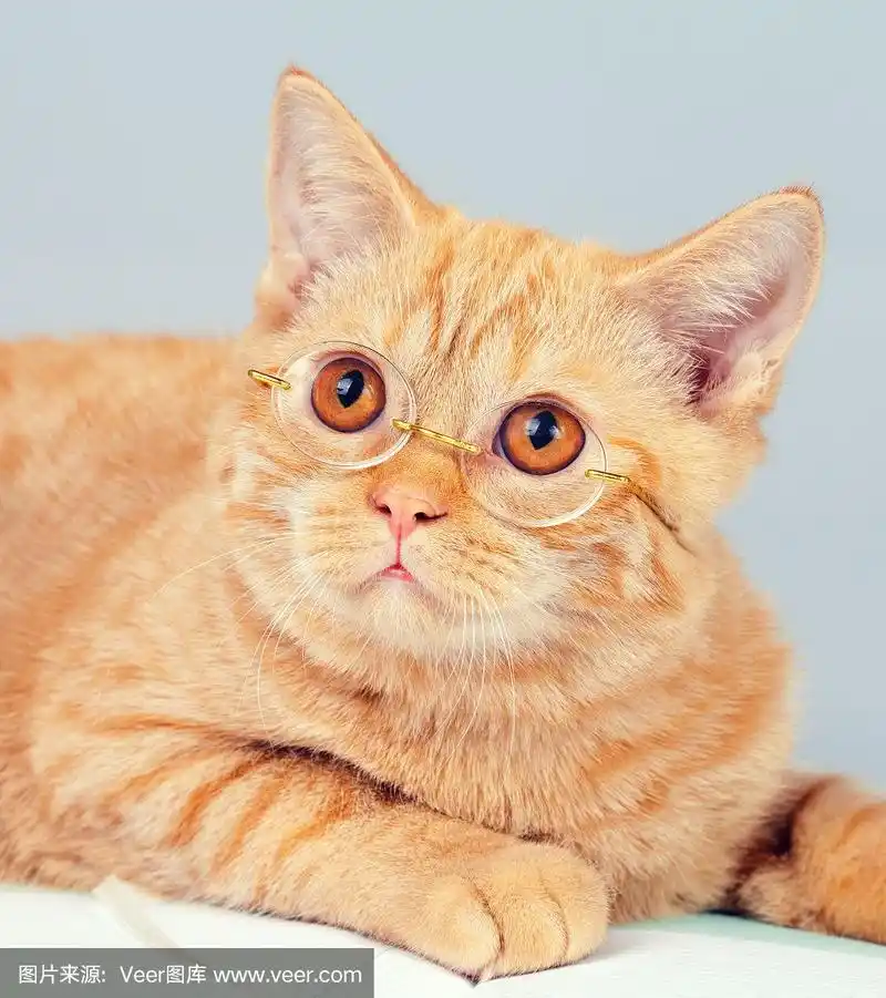 戴着眼镜的可爱商务猫