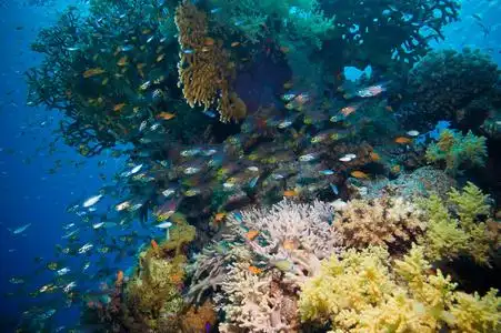 野生小鱼在红海边的热带小鱼群鱼.照片