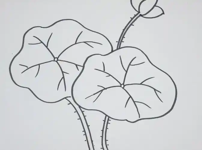 如何用荷叶增加食物的清香?