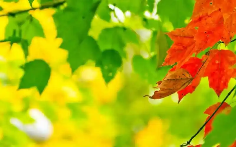 数学郭老师——高阶数学同步精讲课