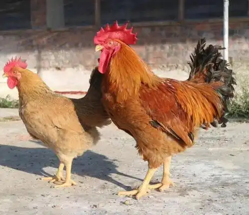 良凤花鸡,好养,好吃,长得快.