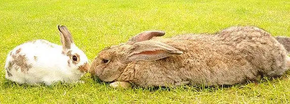 世界最大的兔子:英国巨兔"本尼"体长竟达到2.