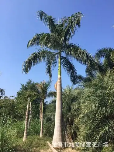 福建 大王椰子树 大王椰 大王椰子 大王棕基地批发价格