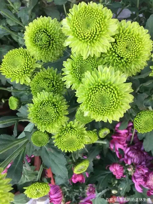 雏菊   雏菊是菊科植物的一种,别名长命菊,延命菊.