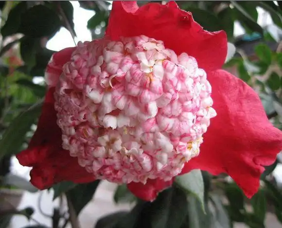 红艳艳的鹤顶红茶花