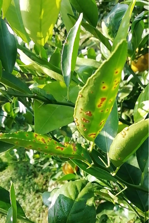 柑橘溃疡病防治用什么农药效果显著特效?_果实