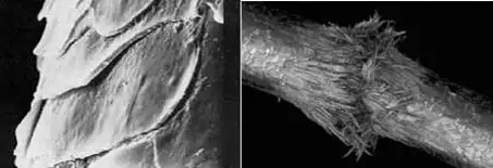 显微镜下缺乏蛋白质的头发&断裂的头发