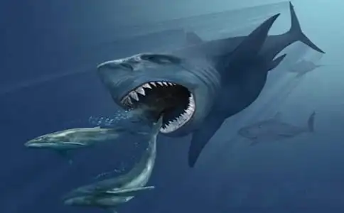 巨齿鲨