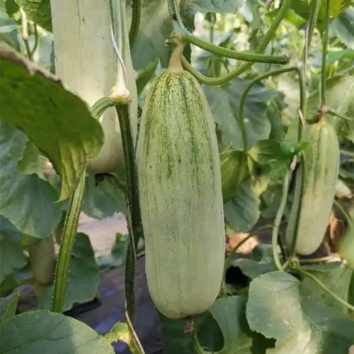 凰家尚品 - 凤凰网旗下电商品牌