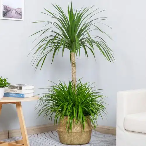 怡雅香龙龙血盆栽客厅甲醛招财网红绿植龙须兰大型绿植