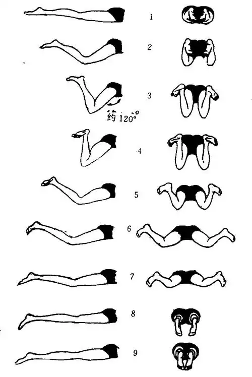 蛙泳腿部动作-小学教学百科-百科知识