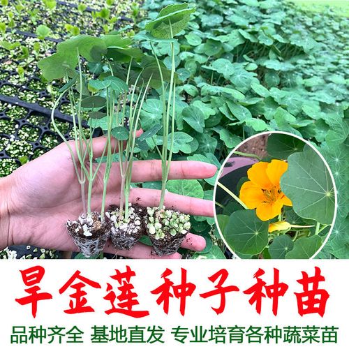 旱金莲花苗子旱金莲种子旱荷花金莲花室内阳台盆栽观花植物四季种