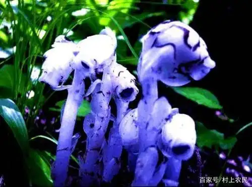 它人称"幽灵花",8月正开花,若您在山里遇见,请别伤害了它