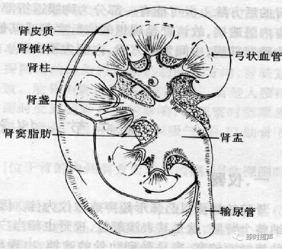 肾脏超声解剖及常见疾病的超声诊断