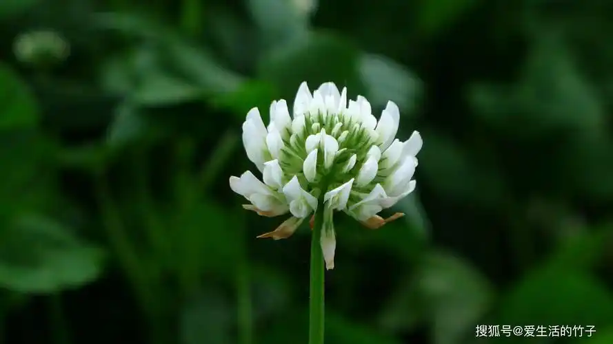 第11集∣我们身边的幸运草——白车轴草
