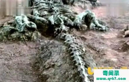 98年洪水冲出龙尸图曝光世界上有真龙吗