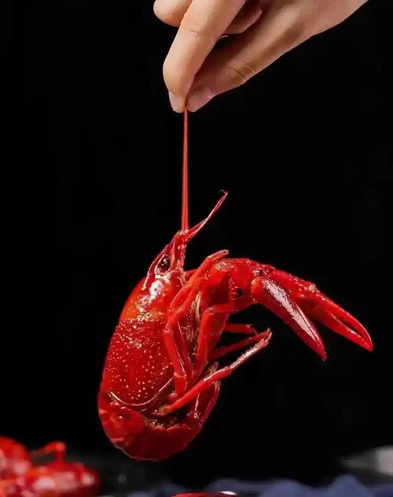 麻辣小龙虾之诱惑 #斗牛小龙虾上市啦![庆祝][庆祝][庆祝]