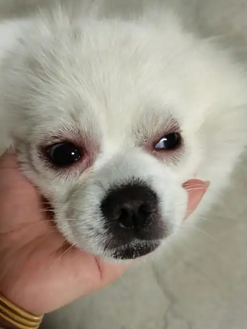 博美眼睛突然肿了