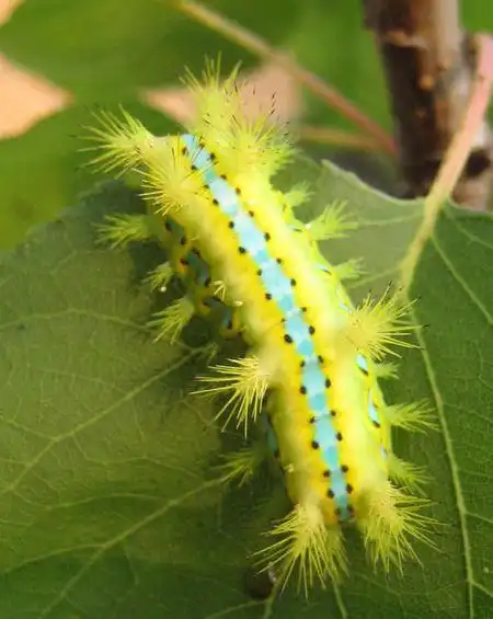 问题补充: 我来帮他解答 推荐答案 2013-03-03 16:36 刺毛虫,多稼于