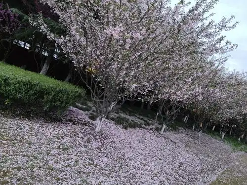 花落知多少 落的是花吗 是满地的相思 悄去的流年