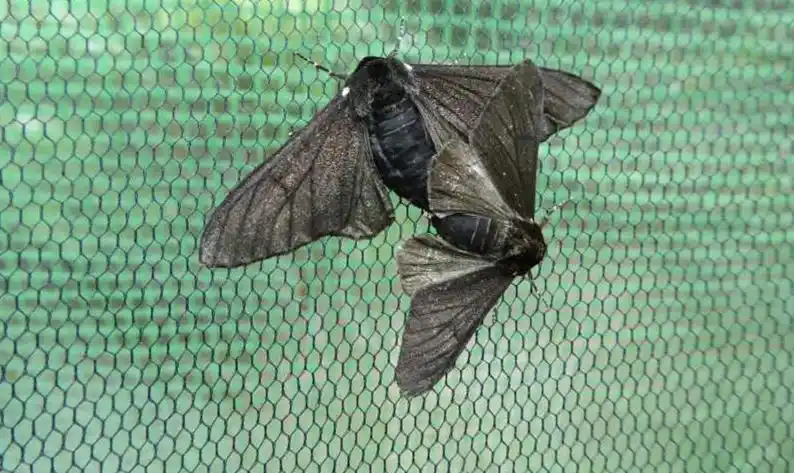 一种特殊的遗传突变或可产生黑色桦尺蠖,桦尺蠖是一种对遗传