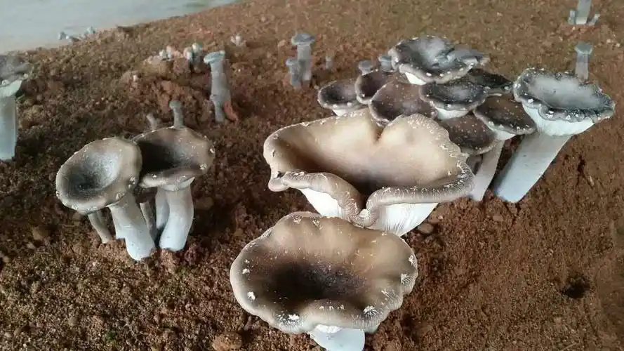 石城扶贫新产业一一猪肚菇 - 美篇