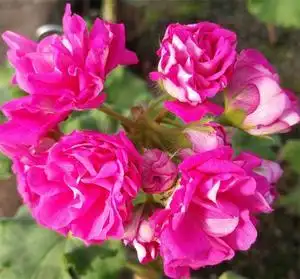 东方花园,天竺葵,直立天【劳拉和谐】多季开花