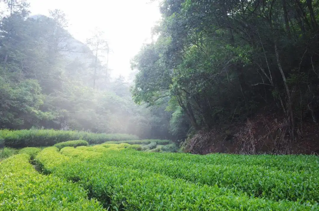 voyage │ 逝川与流光,飘忽不相待