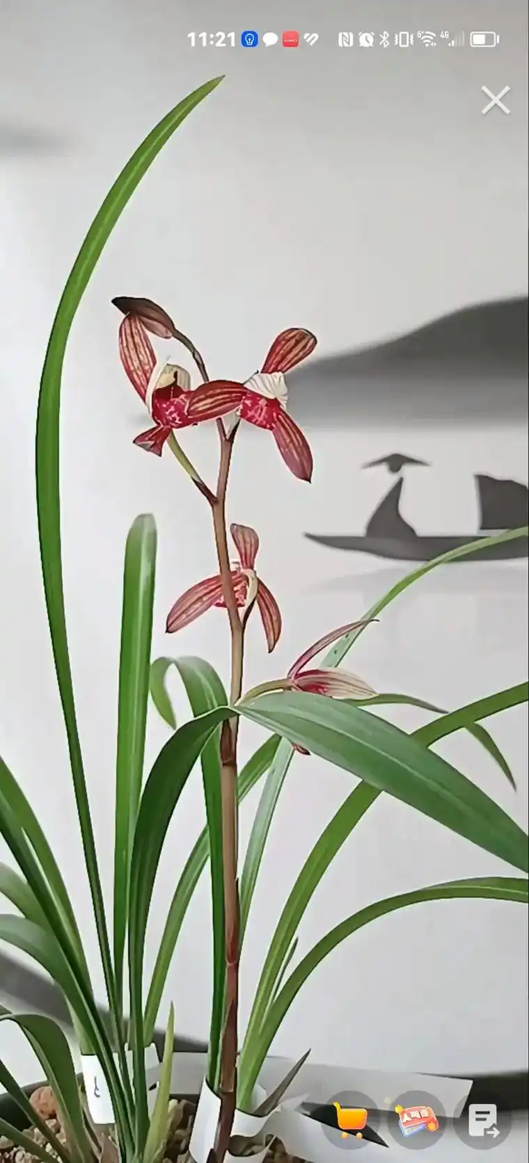 建兰色花紫凝,又名黑美人,浓香,高出架,一杆多花 - 抖音