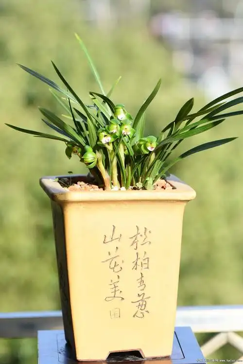 翠盖荷2022.十苗九杆十二花-春兰篇-中国兰花交易网社区