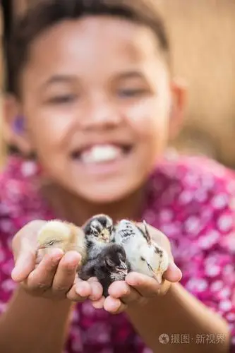 快乐的孩子举行宠物小鸡