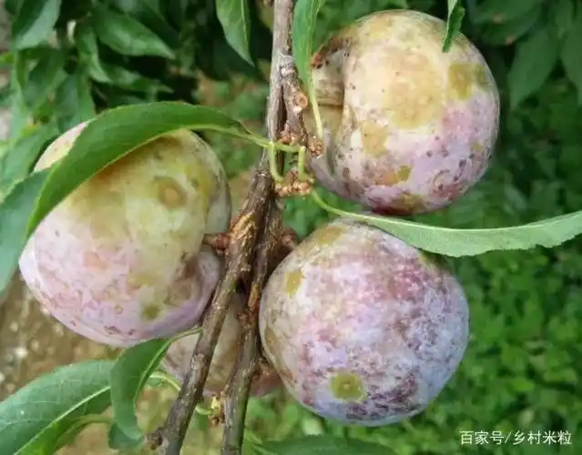 让李树"千疮百孔"的病害-细菌性穿孔病来袭,科学预防避免减产