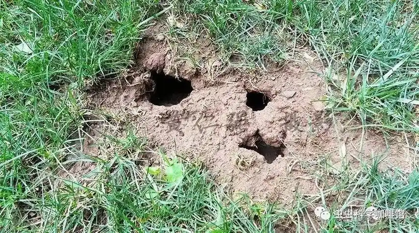 室外鼠洞是主要的"鼠窝",绿化带是老鼠最容易破土掘洞的地点.