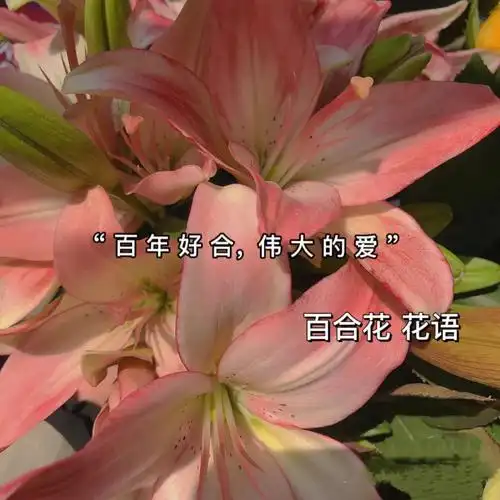 百合花花语来啦