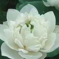 最美白荷花微信头像