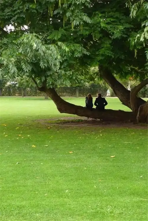 大树底下好乘凉