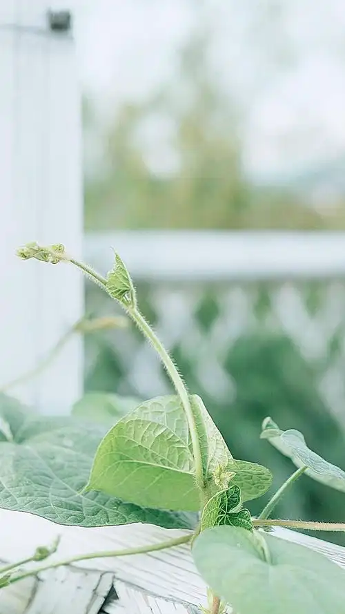 小清新绿色植物高清手机壁纸图片