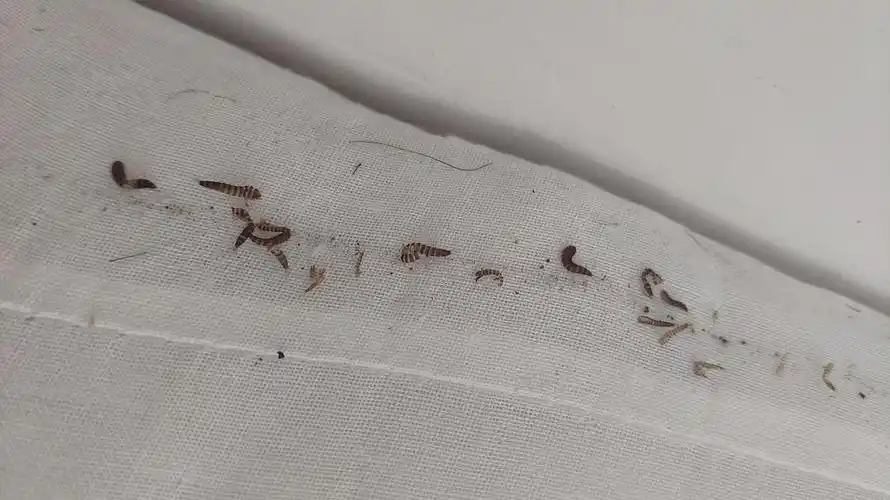 慎入疫情回来发现床垫长了虫子