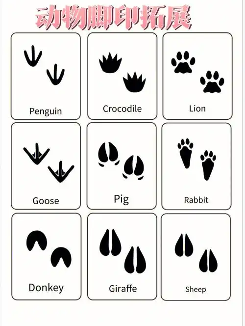 动物的脚印有仔细观察过吗下雪了去试试吧