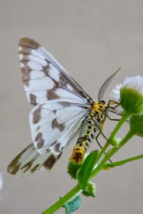 专题·粉蝶灯蛾