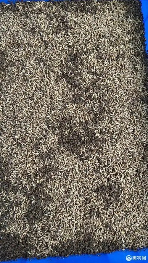 虫粪 蛆虫,黑水牤