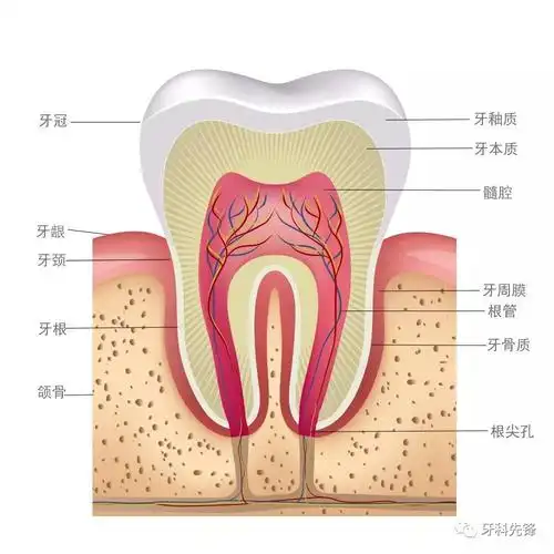 从一个小黑点到拔牙,你珍惜你的牙齿了吗?